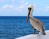 鹈鹕栖息在墨西哥科苏梅尔俯瞰海洋的壁架上，展示沿海野生动物