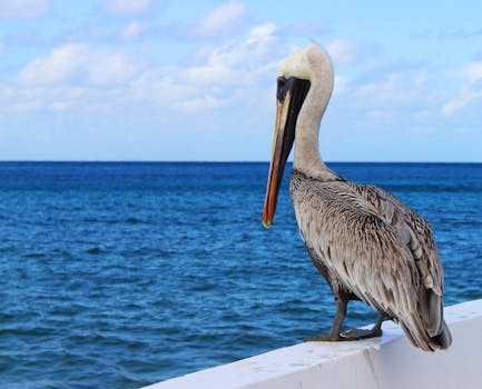 在墨西哥科苏梅尔俯瞰海洋的壁架上，栖息着鹈鹕，展示着沿海野生动物