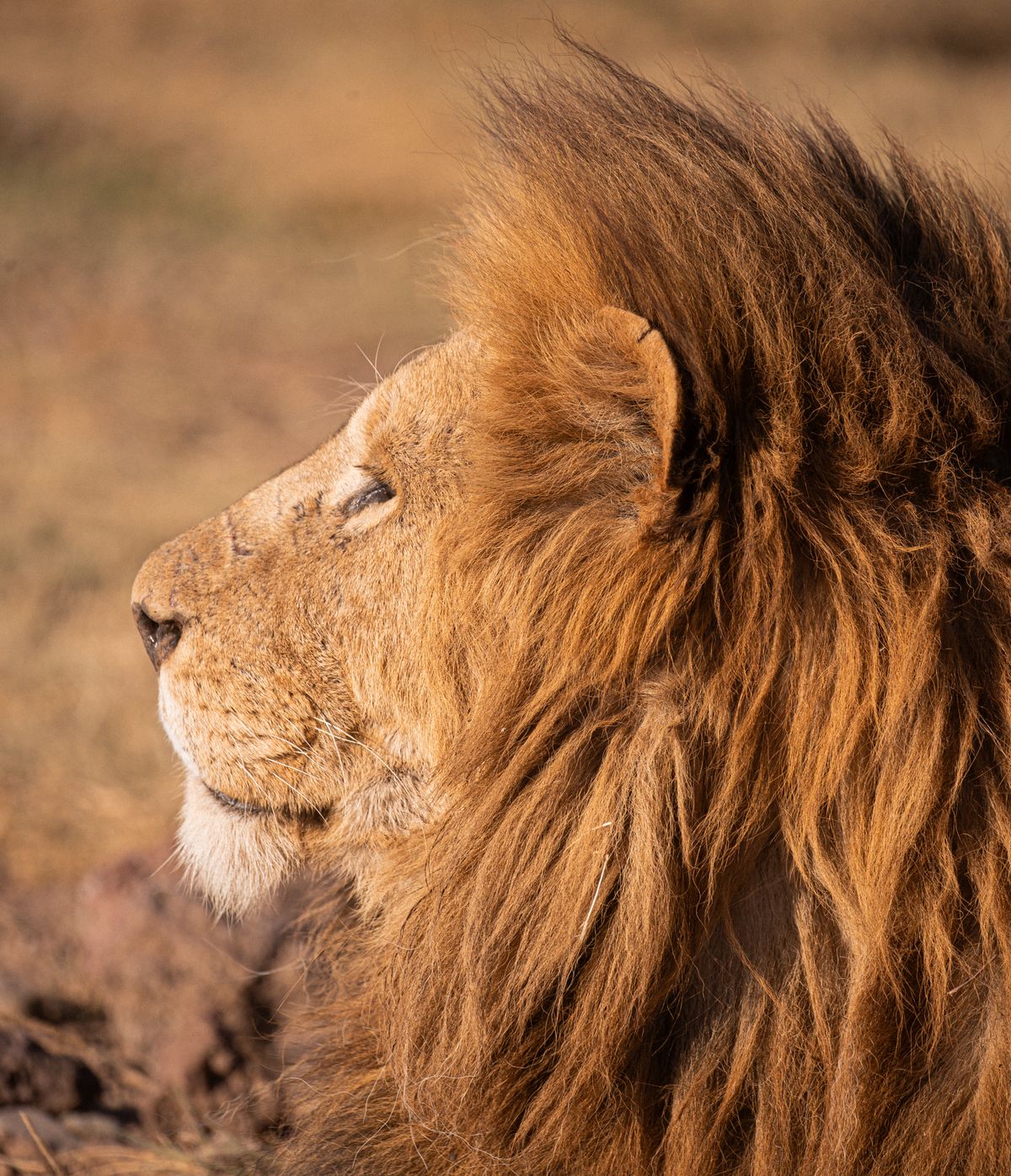 Lion in safari grassland