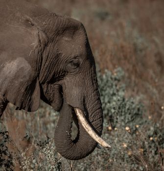 elephant photo