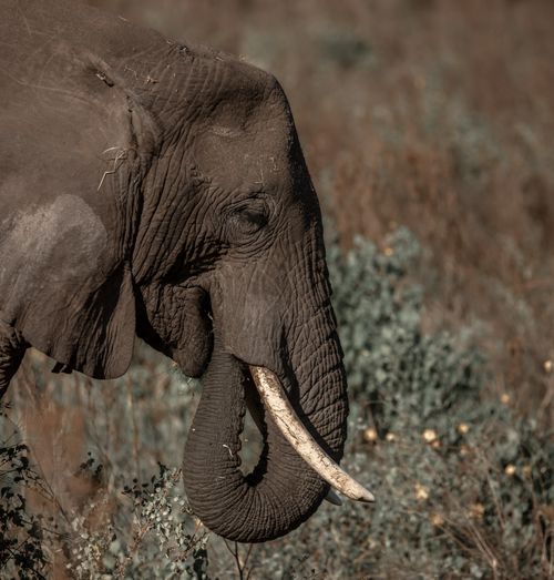 Free Close-up of an African elephant in its natural habitat, Arusha Region, Tanzania. Stock Photo