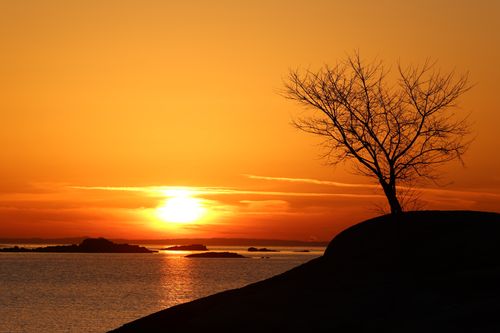 Free Beautiful sunrise at Cove Island Park, Stamford with silhoutted tree against vibrant sky. Stock Photo