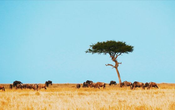 Serengeti private game drives — Serengeti
