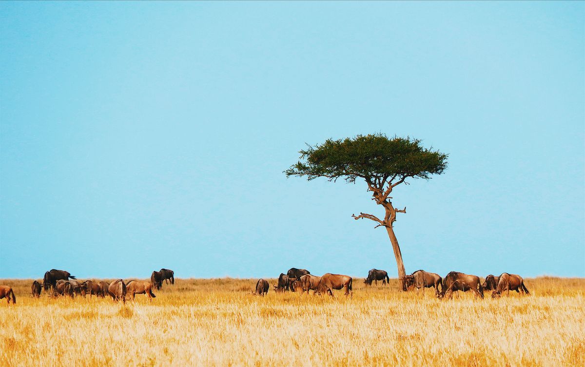 Serengeti Tanzania wildebeest migration