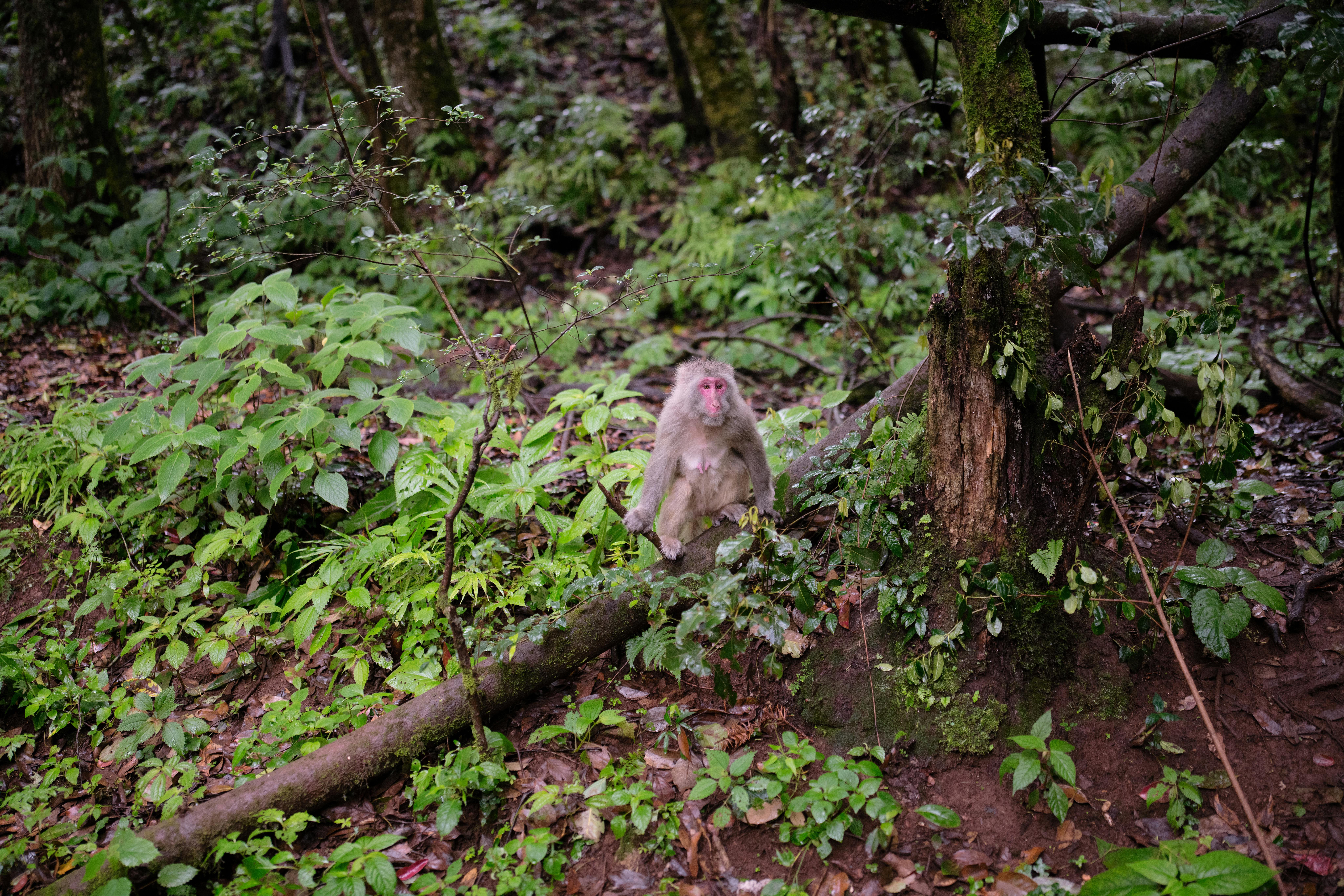 Forêt tropicale Côte Est