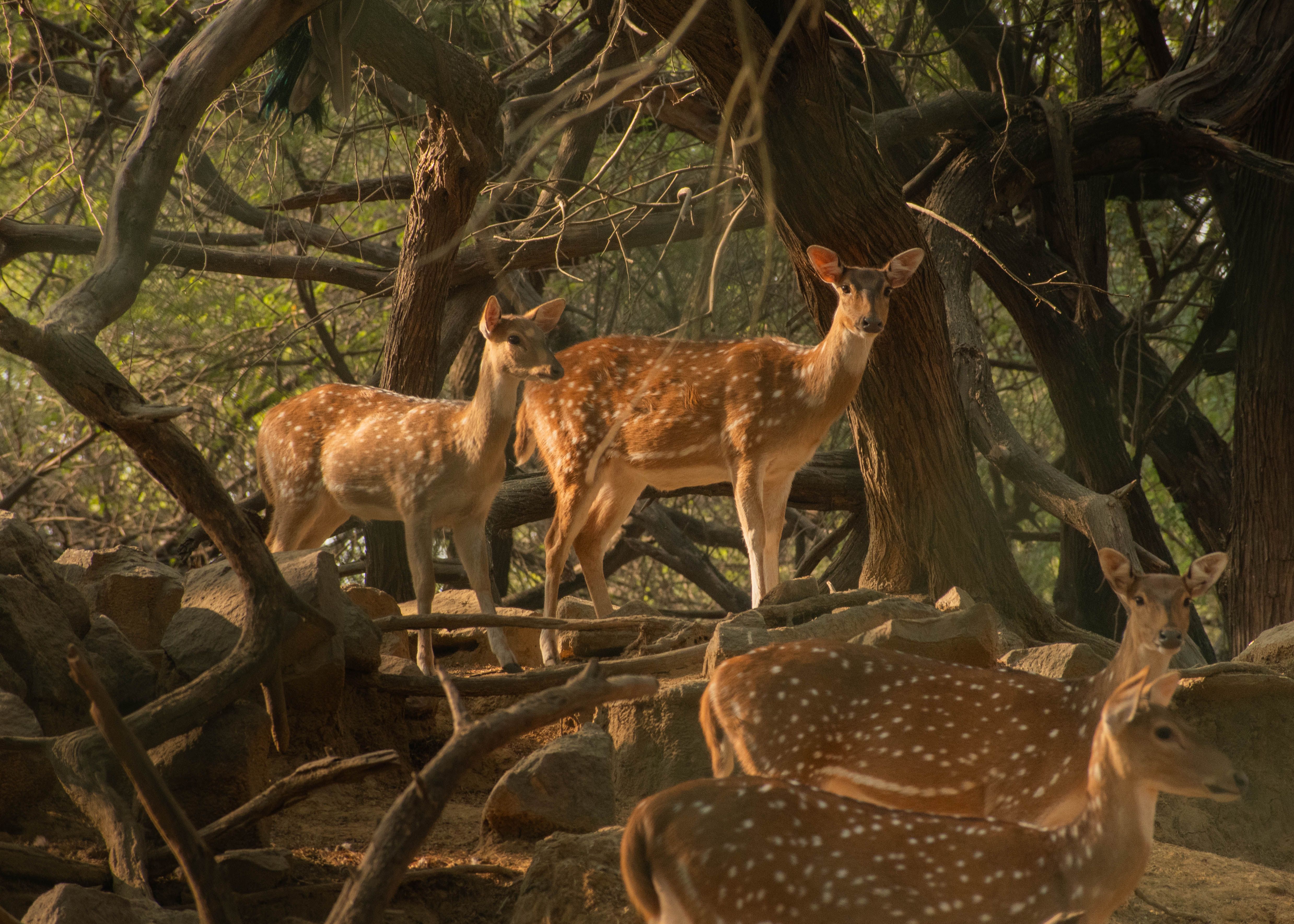 Walk the deer enclosure in Deer Park