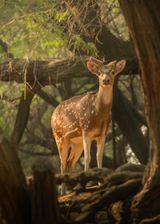 Spotted deer in Deer Park, New Delhi