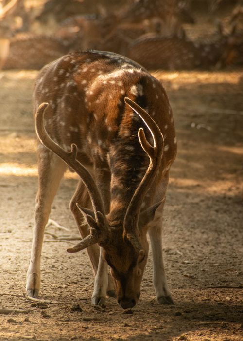 Free A spotted deer gracefully grazes in the warm light of a forest in New Delhi, India. Stock Photo