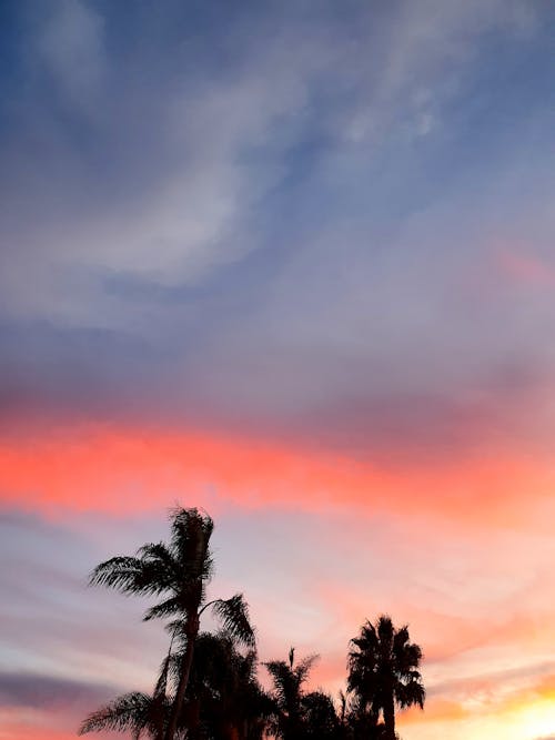 Silhouette Photography of Coconut Trees