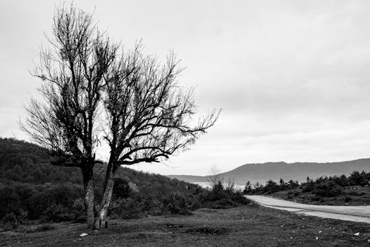 A mysterious and moody black and white landscape photograph captured in Bolu, Turkey, featuring a solitary tree and fog.