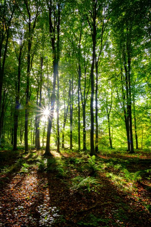 Free Sunlight streams through trees in a vibrant autumn forest in England. Stock Photo
