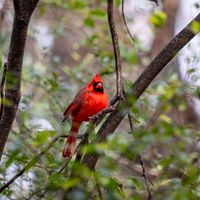 Arizona Cardinals vs Atlanta Falcons