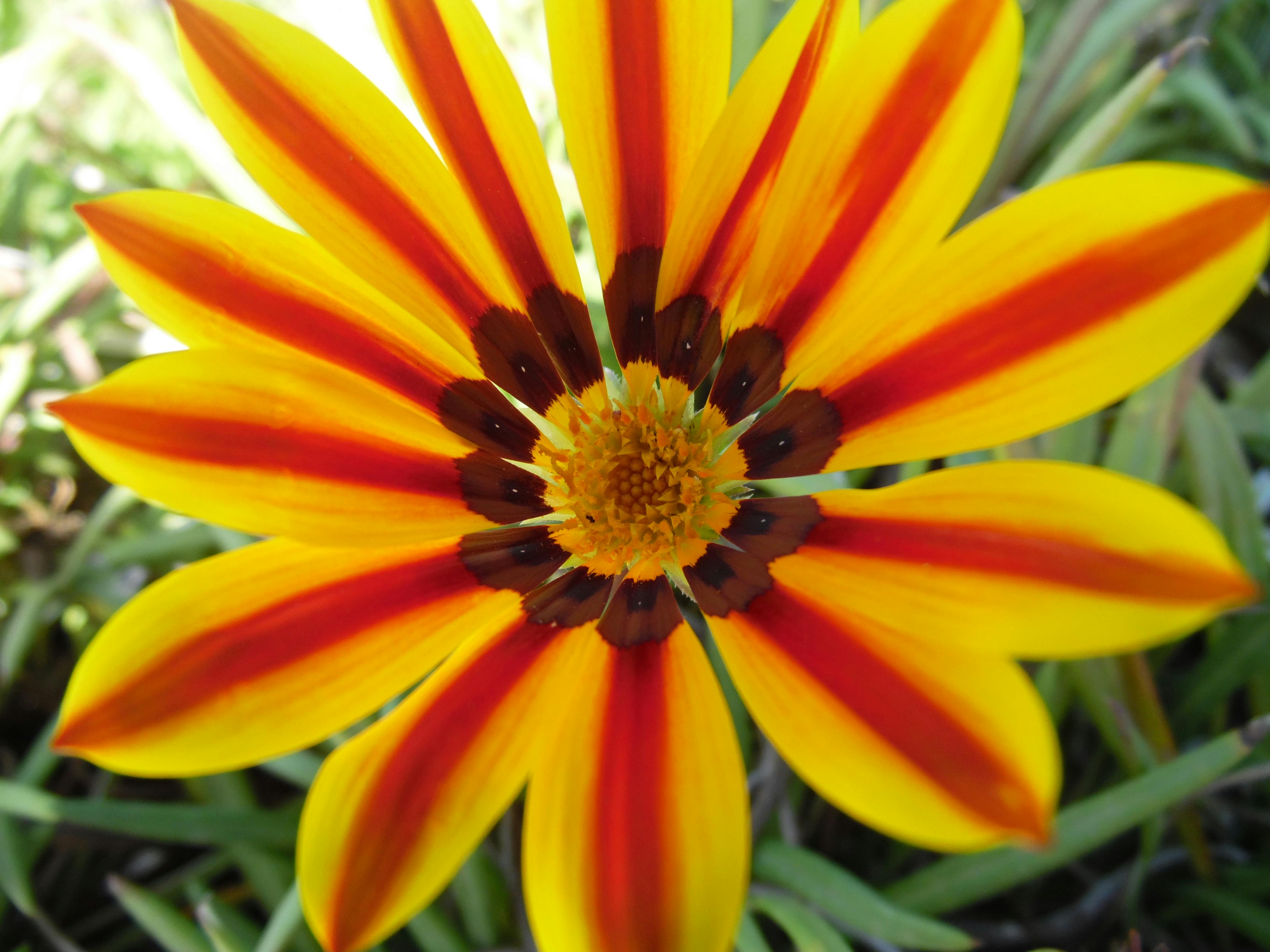 Dinosaurs in Their Habitat