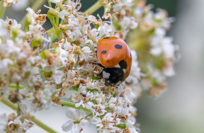 Dahlia Flower — Learn How To Plant And Care For Your Dahlias Close-up of a seven-spotted ladybug on delicate white flowers in a garden setting
