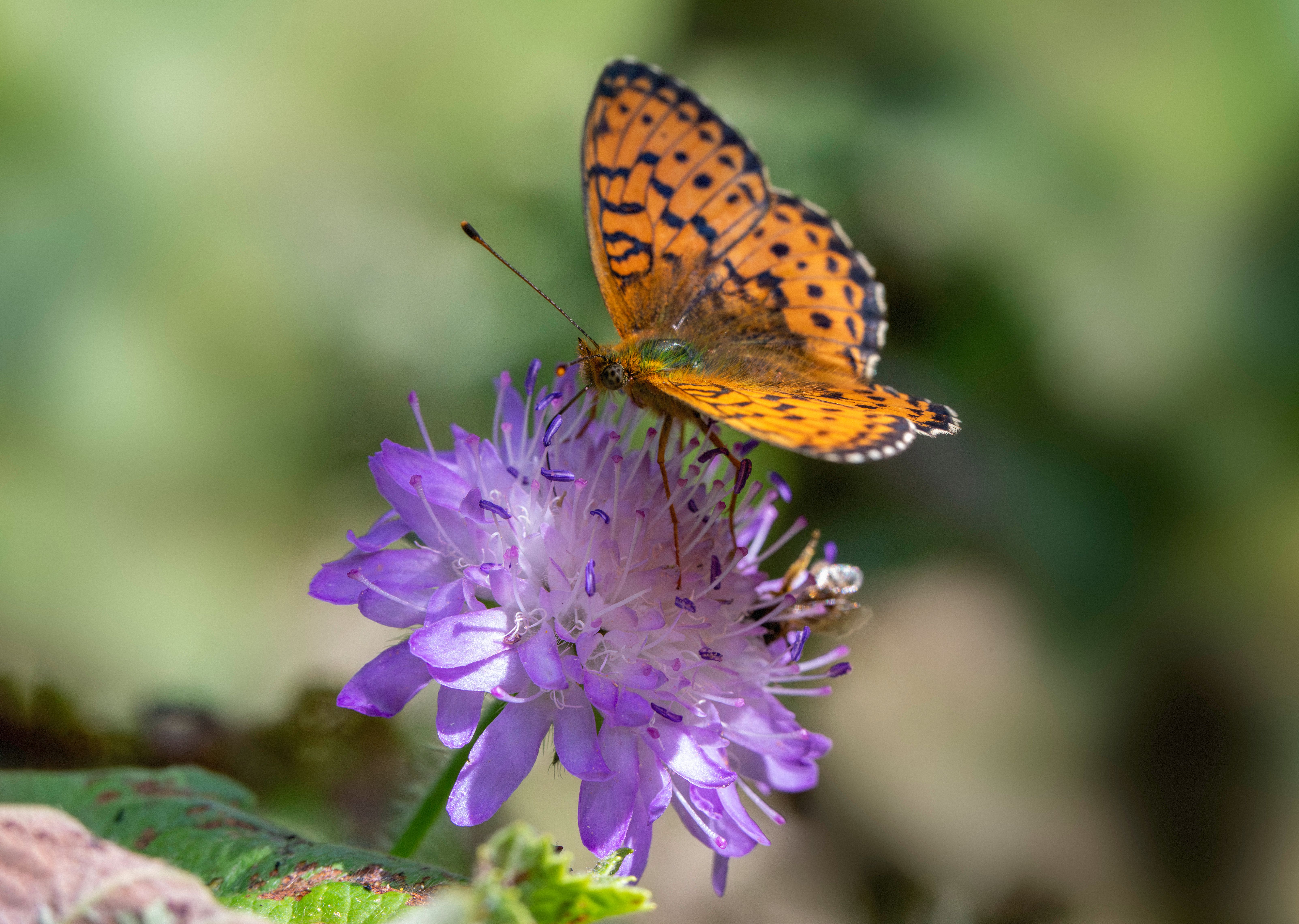 butterfly pollination nature