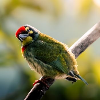 bird photo