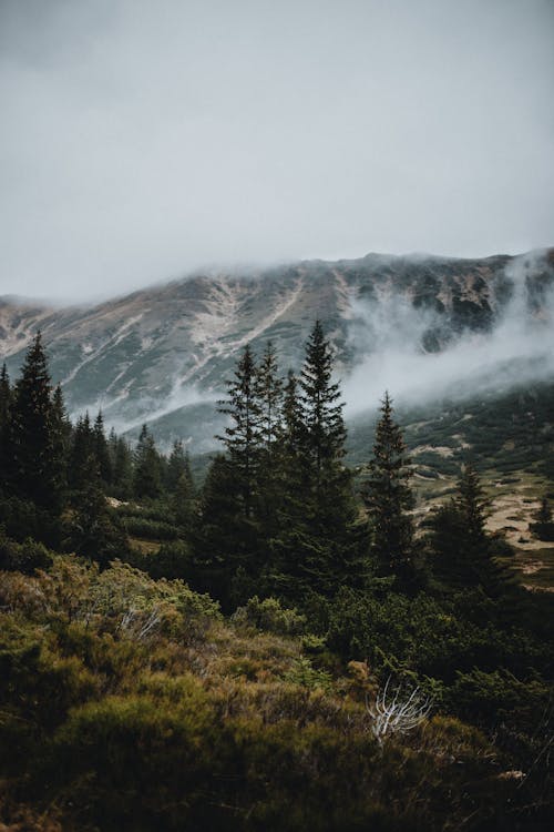 Taiga Photos, Download The BEST Free Taiga Stock Photos & HD Taiga Photos, Download The BEST Free Taiga Stock Photos & HD