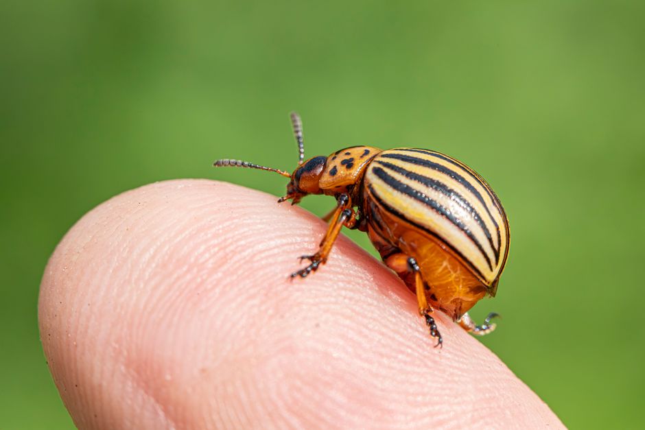 long term pest management solutions