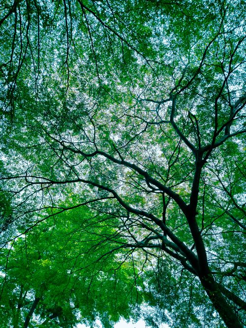Free A vibrant tree canopy with intertwining branches, captured from below, showcasing fresh greenery. Stock Photo