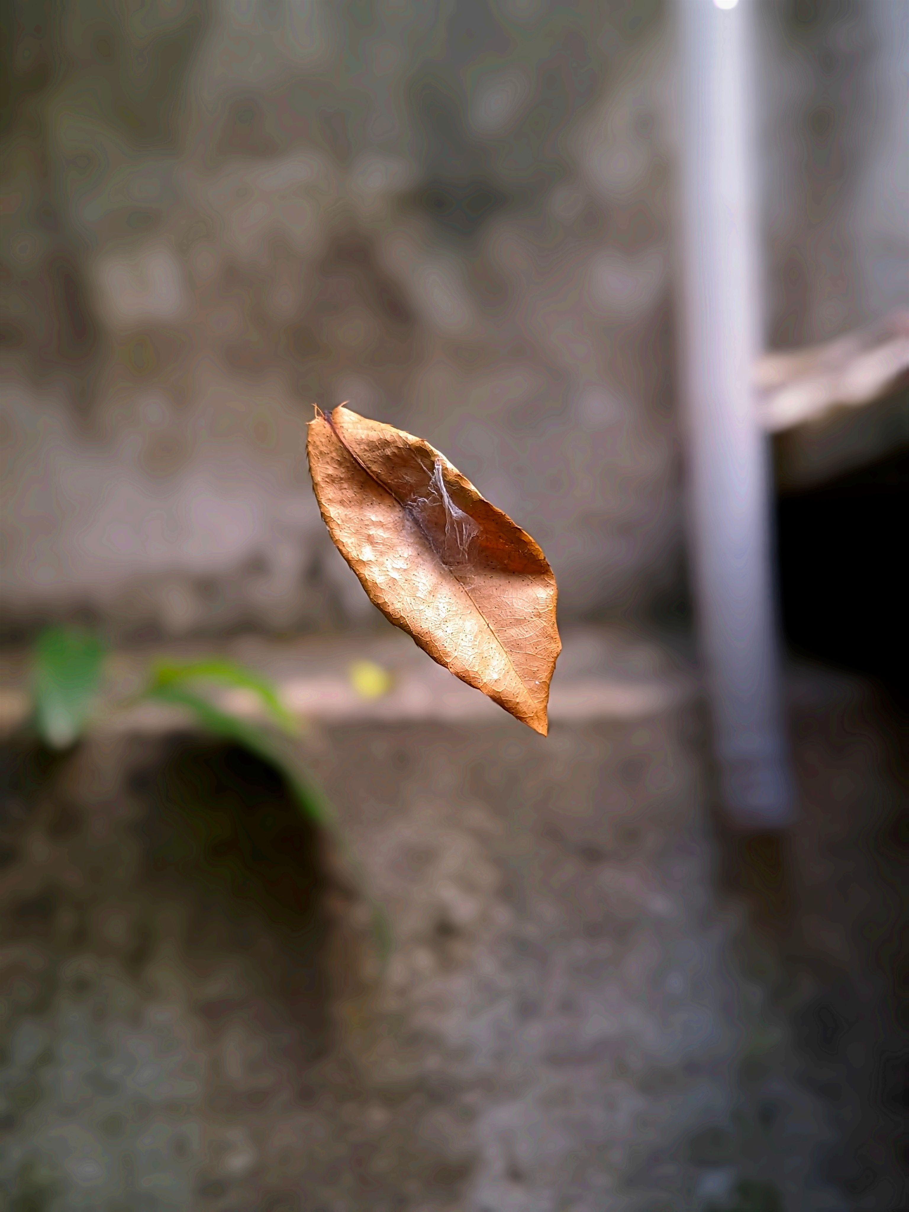 Close-up of a Floating Autumn Leaf Outdoors · Free Stock Photo