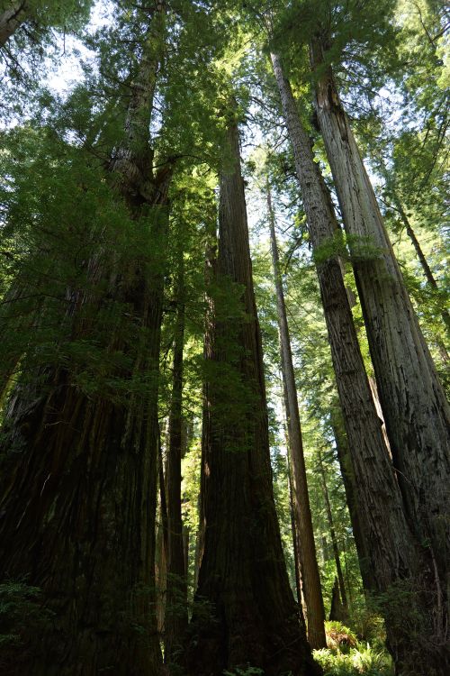 Majestic Redwood Trees in Sunlit Forest · Free Stock Photo