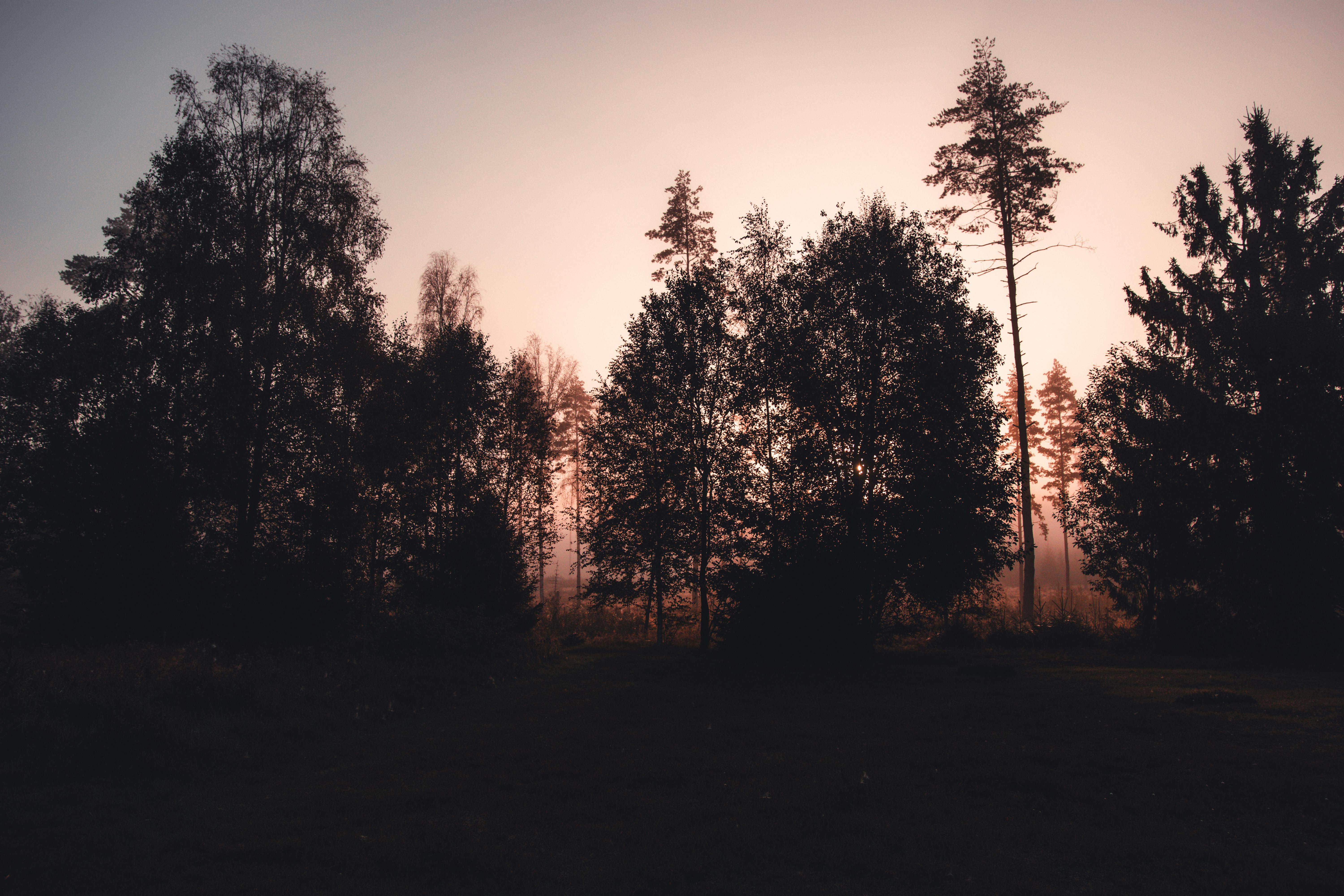 Carbon Offset Adventures: Unlocking Environmental Benefits