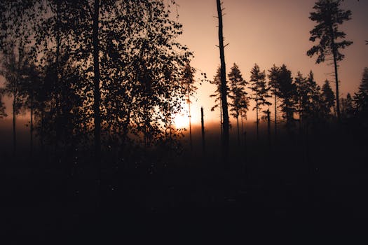 A serene scene of a sunset casting silhouettes in a tranquil forest.