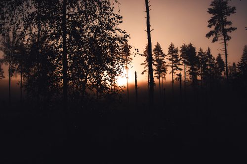 Free A serene scene of a sunset casting silhouettes in a tranquil forest. Stock Photo