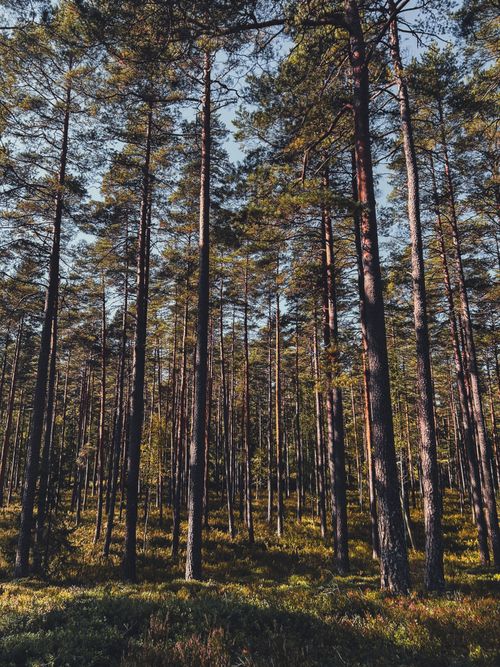 Free Tall evergreen trees in a tranquil Scandinavian forest, perfect for nature lovers. Stock Photo