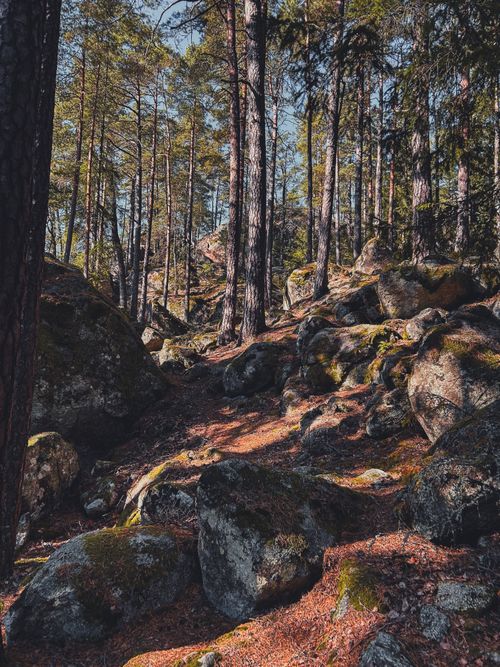 Free A tranquil path through a lush Scandinavian forest, filled with rocks and towering trees. Stock Photo