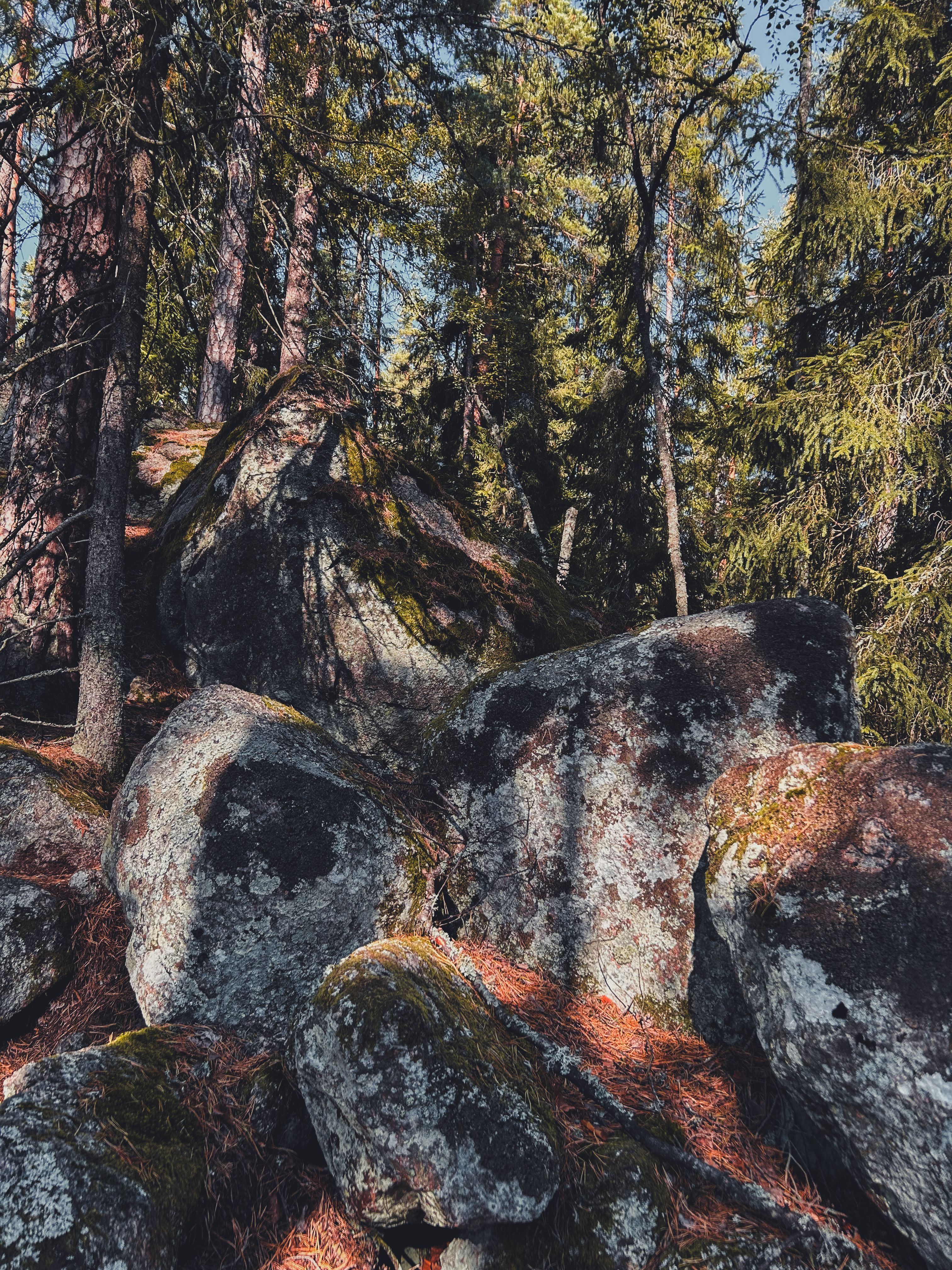 Serene Forest Landscape with Sunlit Rocks · Free Stock Photo