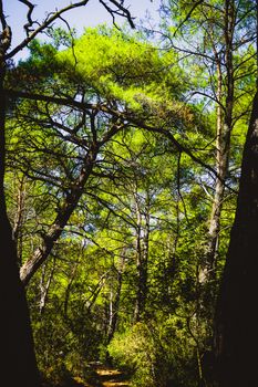 Sunlight filters through towering trees along a serene forest path, offering a peaceful nature walk.