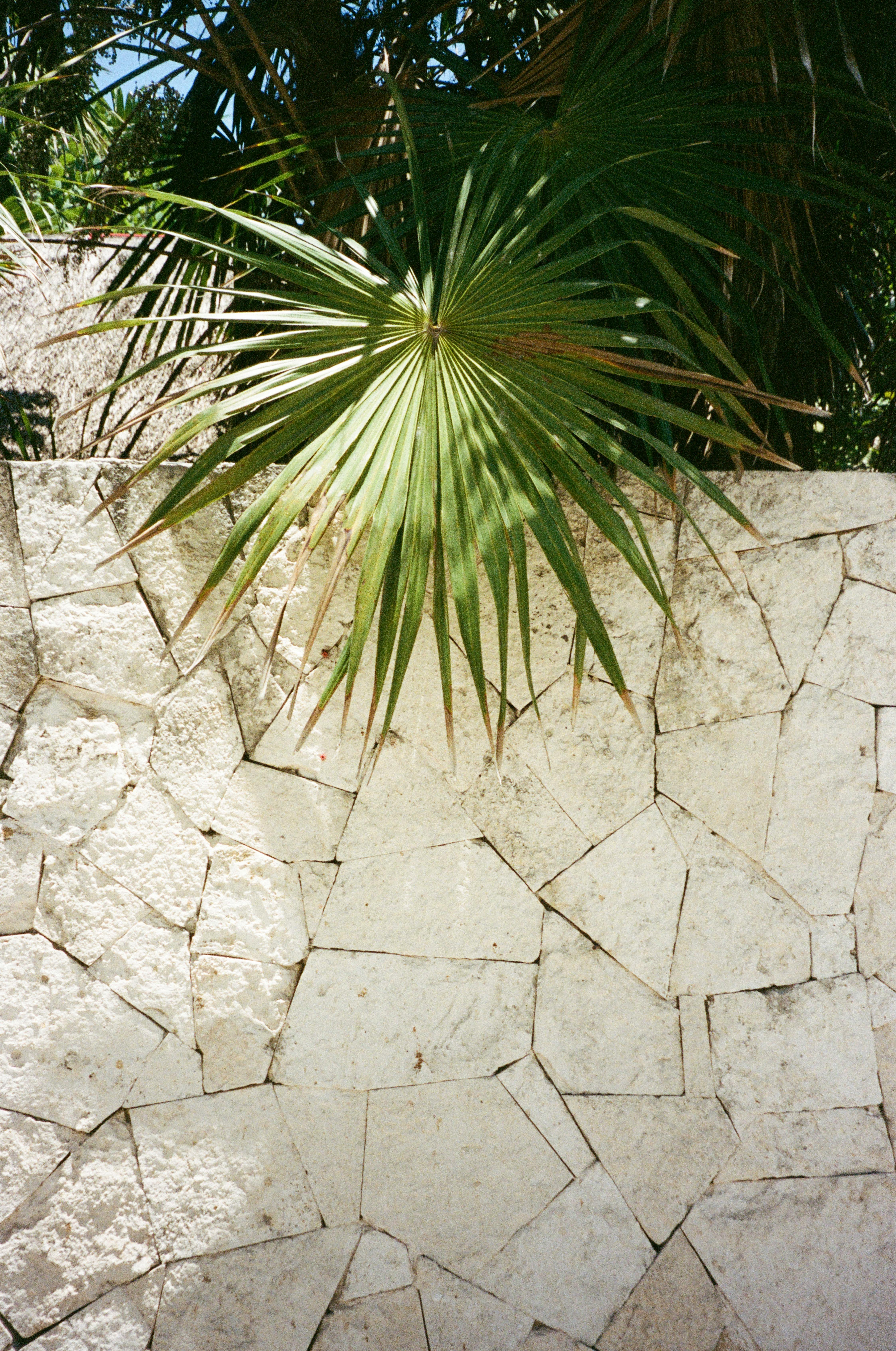 A vibrant palm leaf contrasts with a stone wall in Tulum, Mexico.
