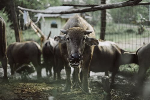 Group Of Animals Inside A Fenced Area