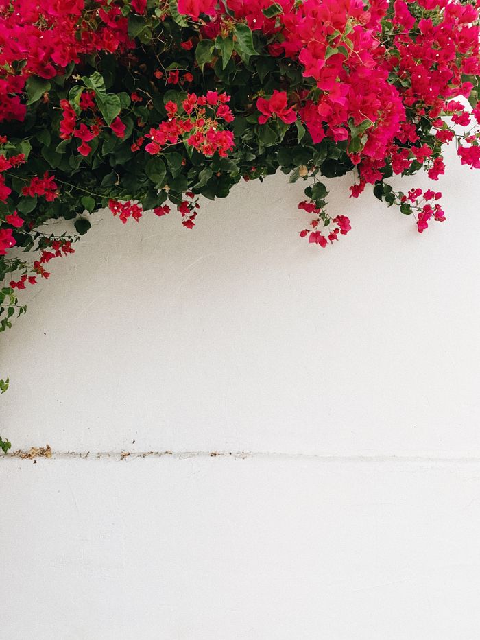 Bougainvillea pe zid alb