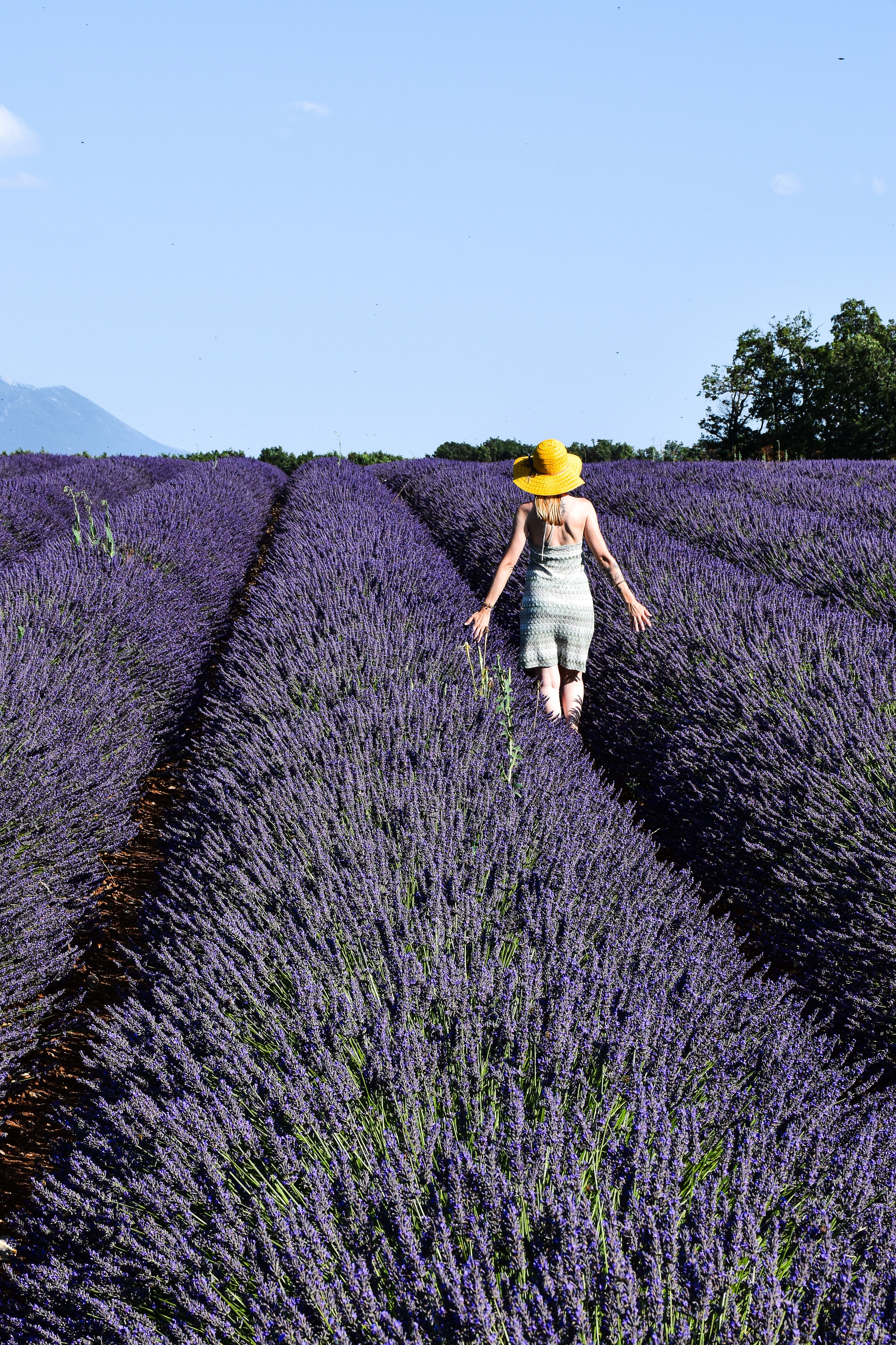 Provence: Sunshine Flavors and Herbes de Provence