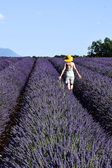 Provence: Sunshine Flavors and Herbes de Provence Provence: Sunshine Flavors and Herbes de Provence