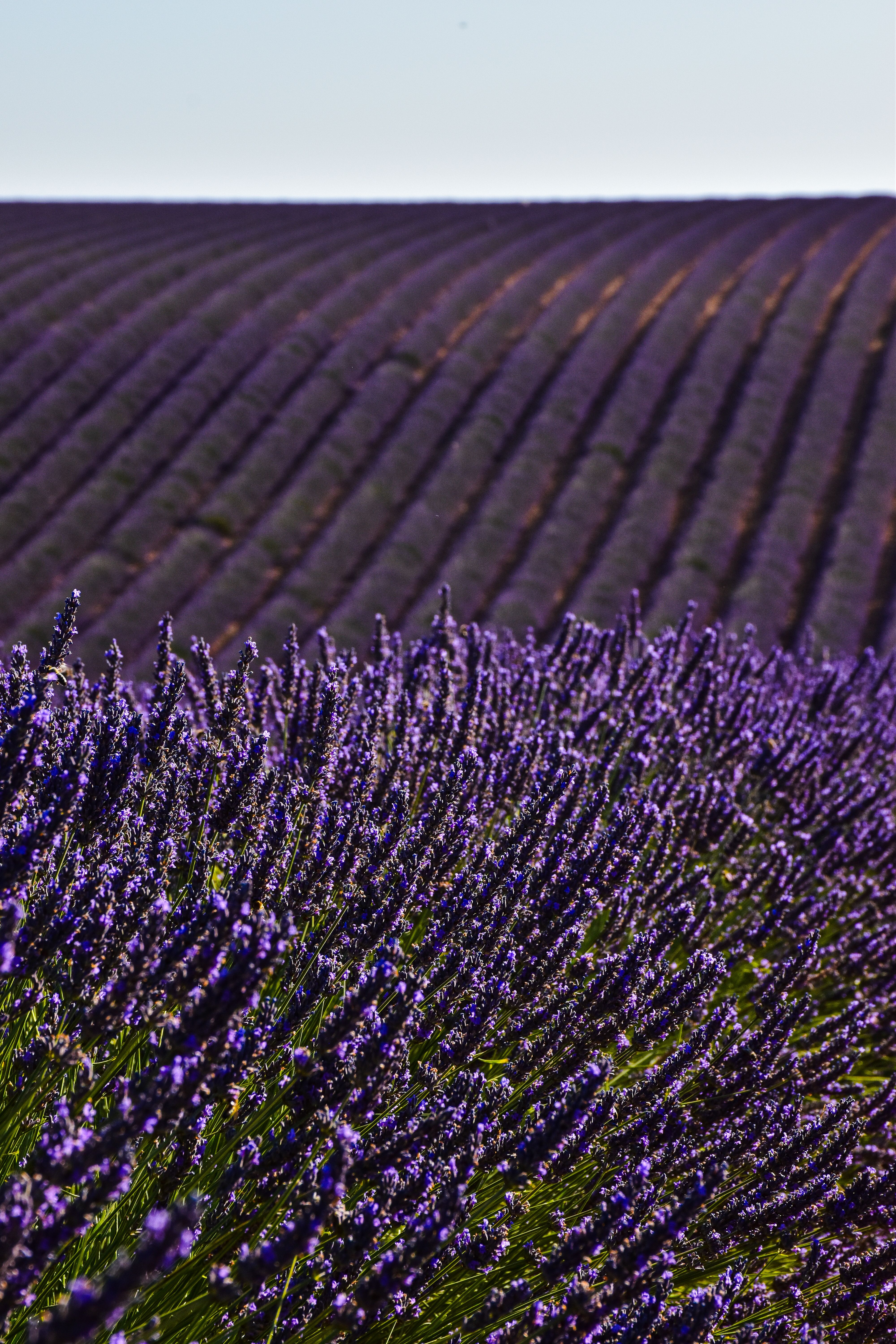 Beautiful rows of lavender in Provence, France, showcasing nature's symmetry.. beautiful, rows, lavender