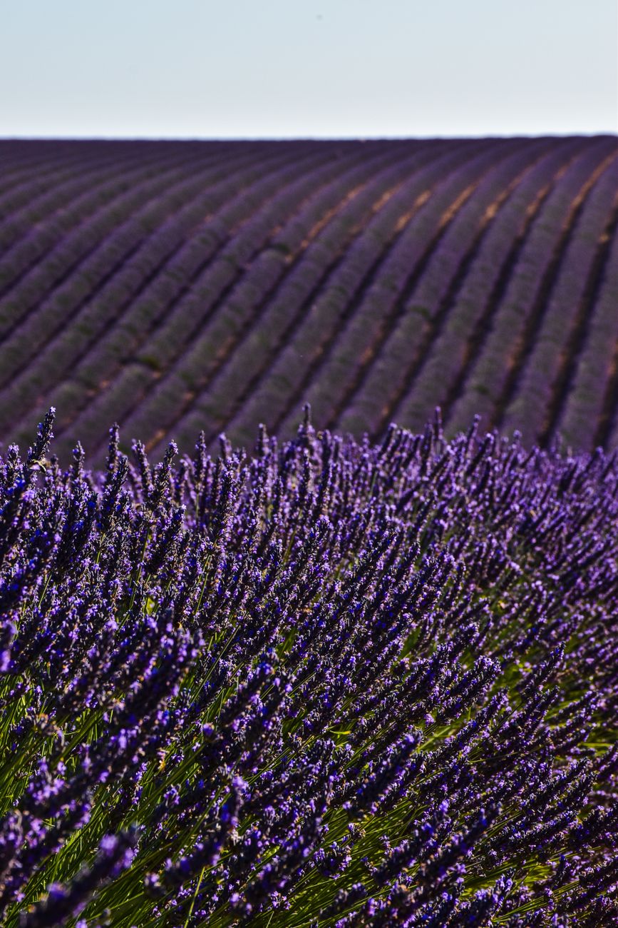 Beautiful rows of lavender in Provence, France, showcasing nature's symmetry.. beautiful, rows, lavender