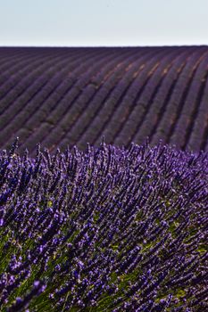 Beautiful rows of lavender in Provence, France, showcasing nature's symmetry.. beautiful, rows, lavender