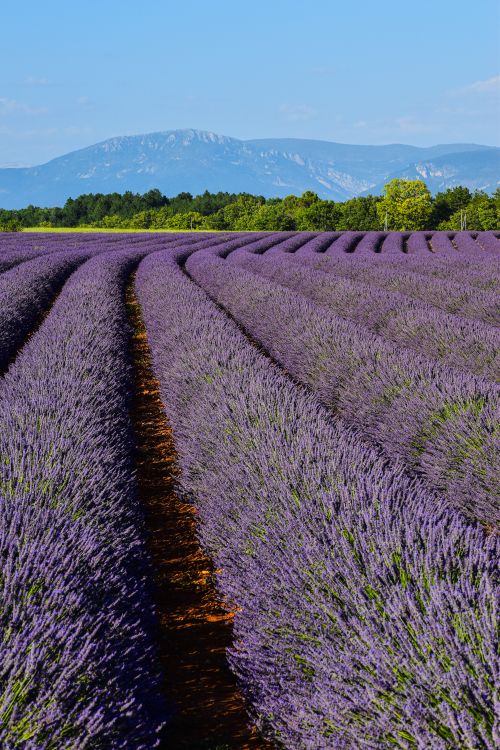 Free Vast lavender fields in Provence with scenic mountain view, perfect summer day in south of France. Stock Photo