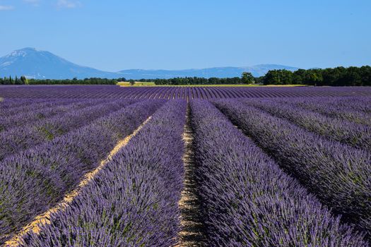 Avignon and Pont du Gard with historian — Provence