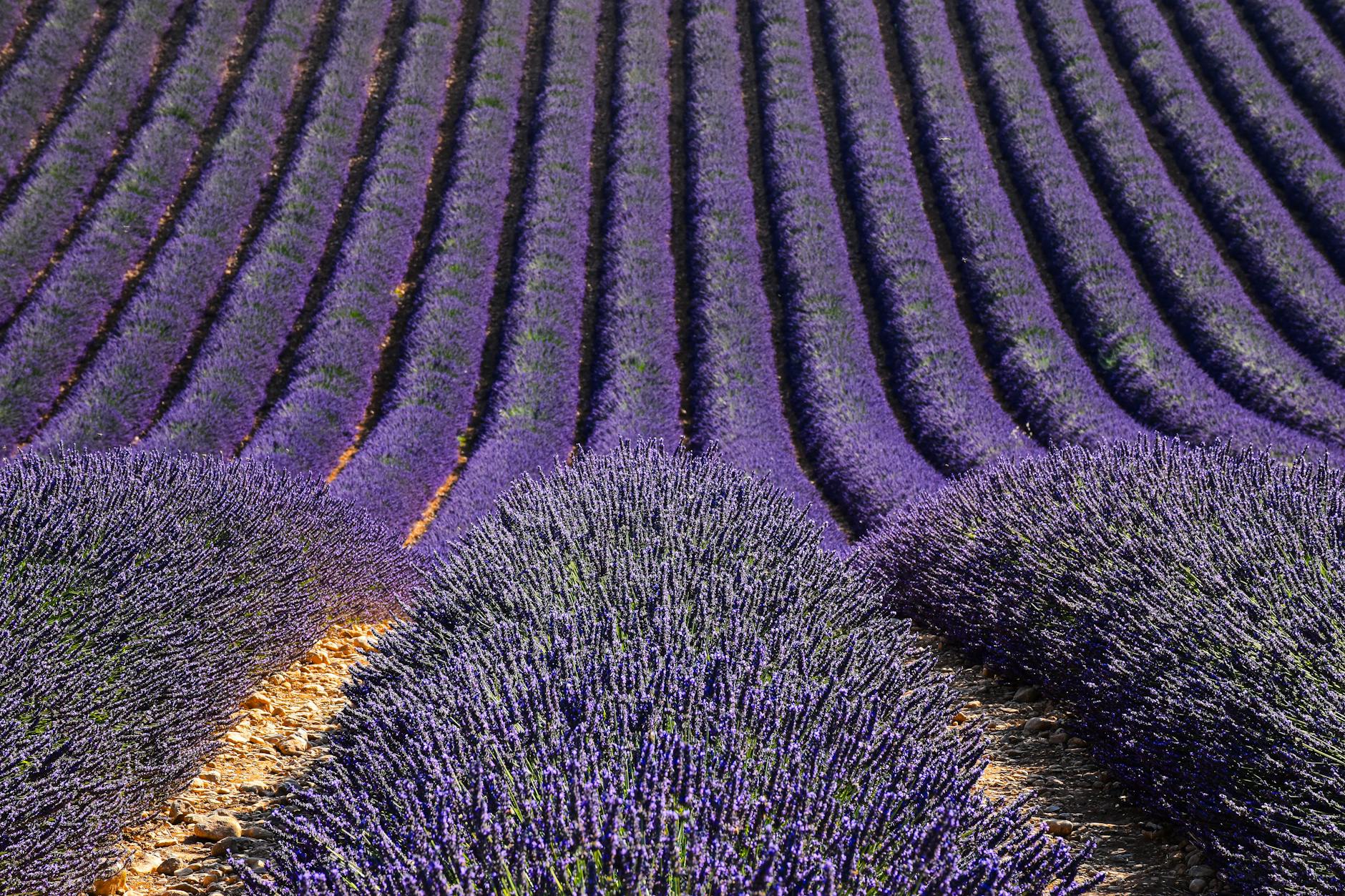 Airport transfers in Saint Remy De Provence Airport transfers in Saint Remy De Provence