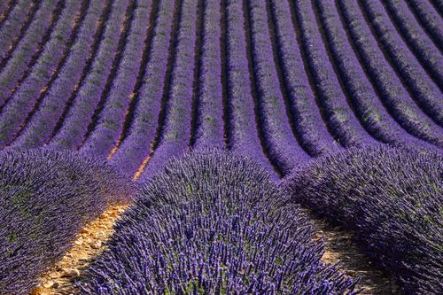 Free Vibrant lavender fields in Provence, France, showcasing iconic purple blooms. Stock Photo