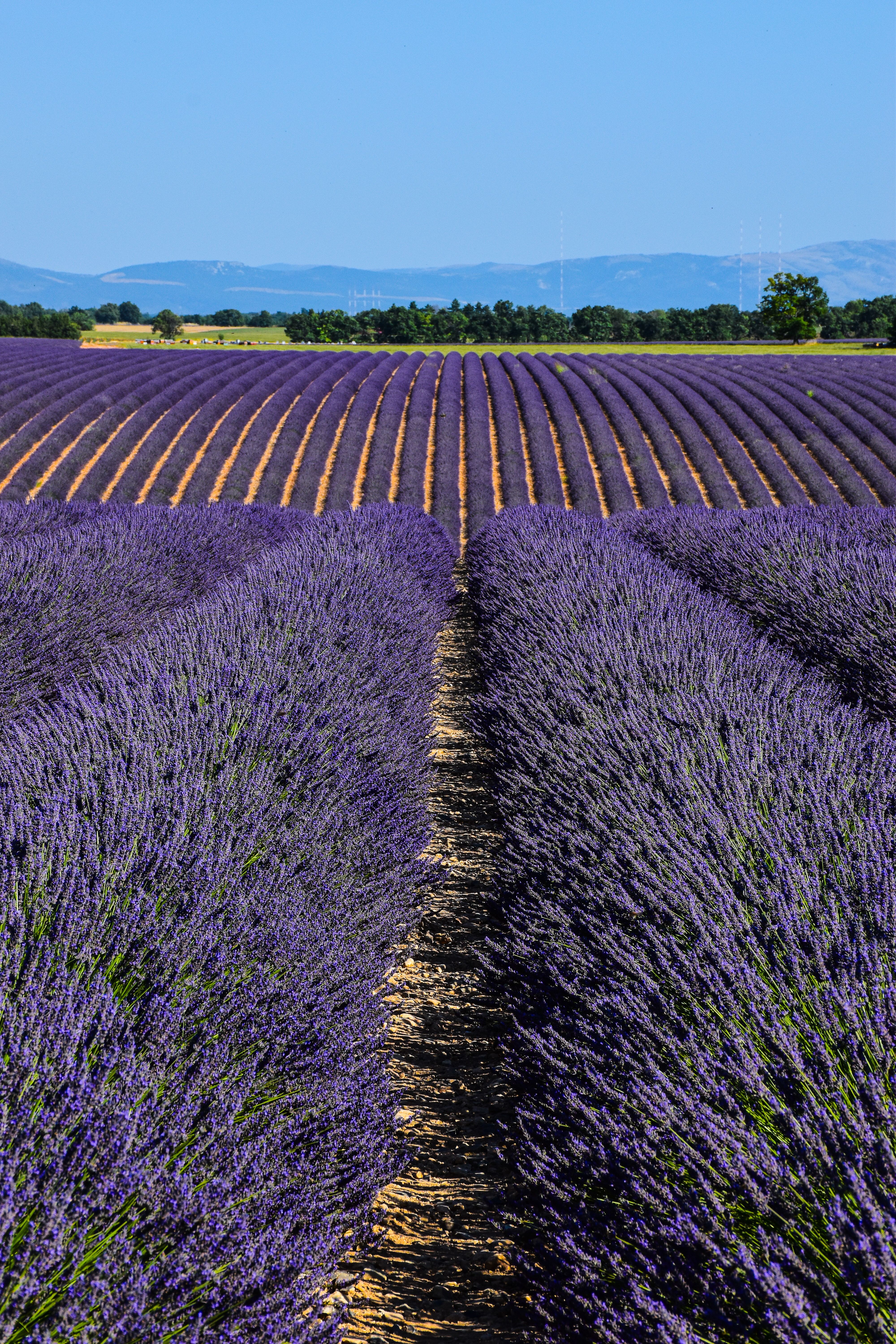 Vivid rows of lavender in full bloom during summer in Provence, France, under clear skies.. pexels, vivid, rows