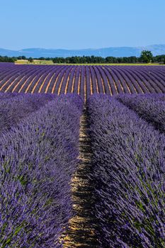 Vivid rows of lavender in full bloom during summer in Provence, France, under clear skies.. pexels, vivid, rows