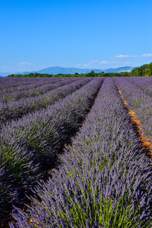 Free Vibrant lavender fields in Provence, showcasing natural beauty and tranquility. Stock Photo