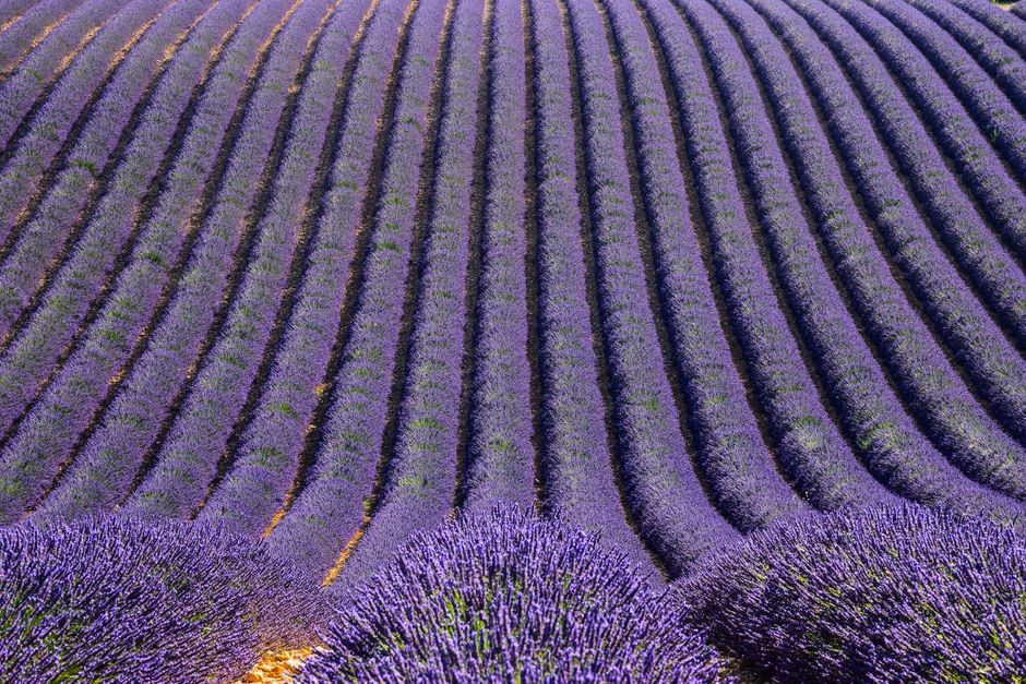 Close-up van verse Provençaalse kruiden in potten. Close-up van verse Provençaalse kruiden in potten.
