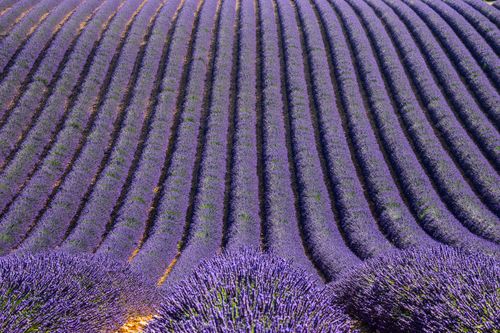 Free Vibrant purple lavender fields stretch across Provence, showcasing nature's beauty. Stock Photo