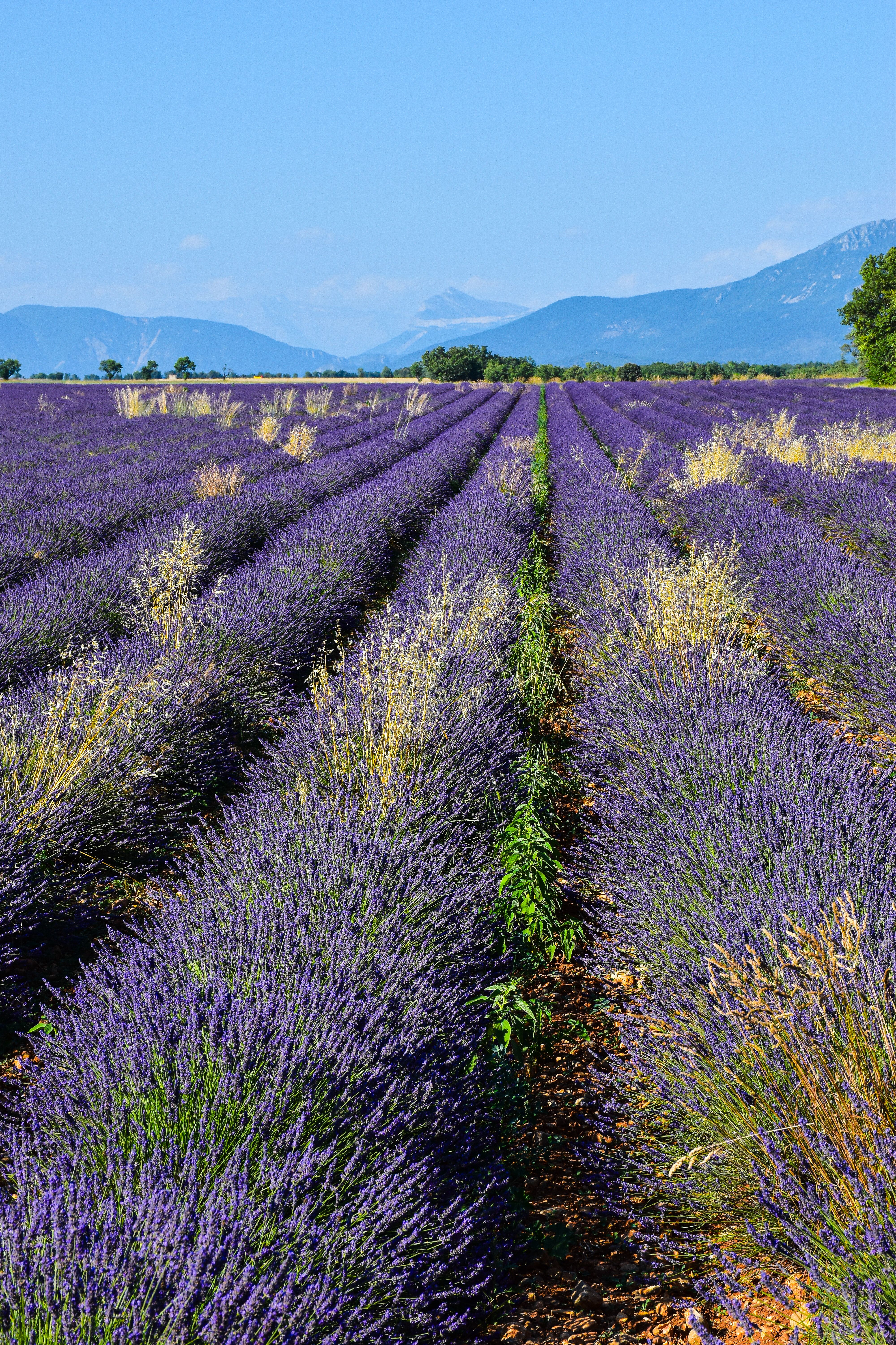 Lavender Fields in Provence, France · Free Stock Photo
